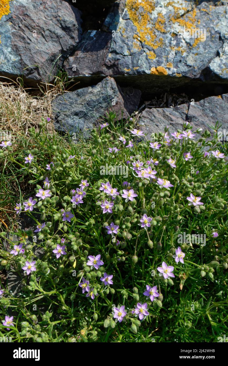 Scoglio (Spergularia rupicola) conca fiorita da una vecchia parete di pietra accanto al sentiero costiero, Lizard Point, Cornovaglia, Regno Unito, giugno. Foto Stock
