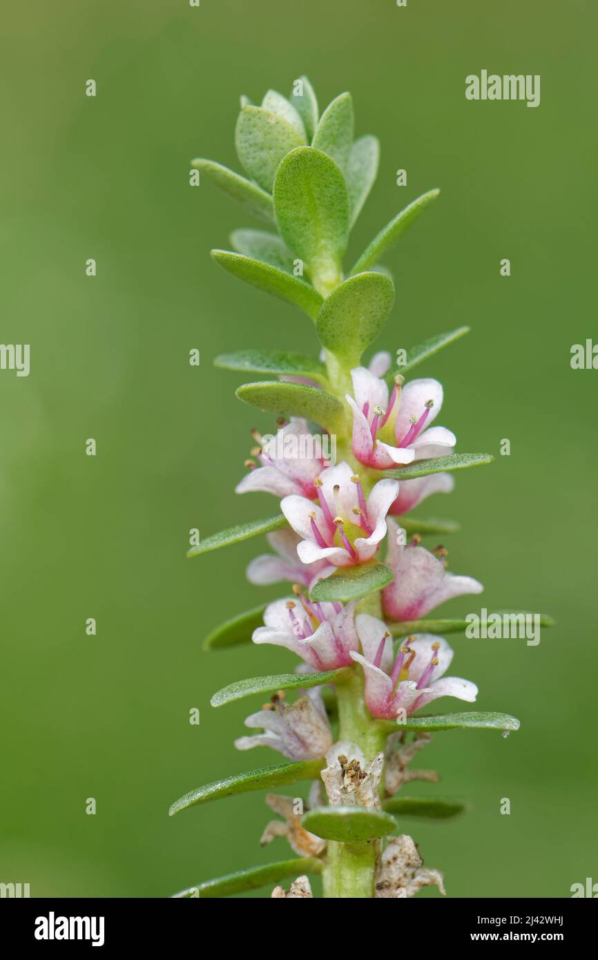 Sea milkwort (Lysimaria / Glaux maritima) fiorito da un piccolo torrente vicino alla costa, il Lizard, Cornovaglia, Regno Unito, giugno. Foto Stock