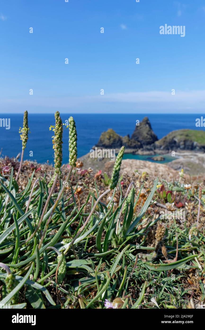 Plantain marino (Plantago maritima) fiorito su praterie di scogliera, Kynance Cove, The Lizard, Cornovaglia, Regno Unito, Giugno. Foto Stock
