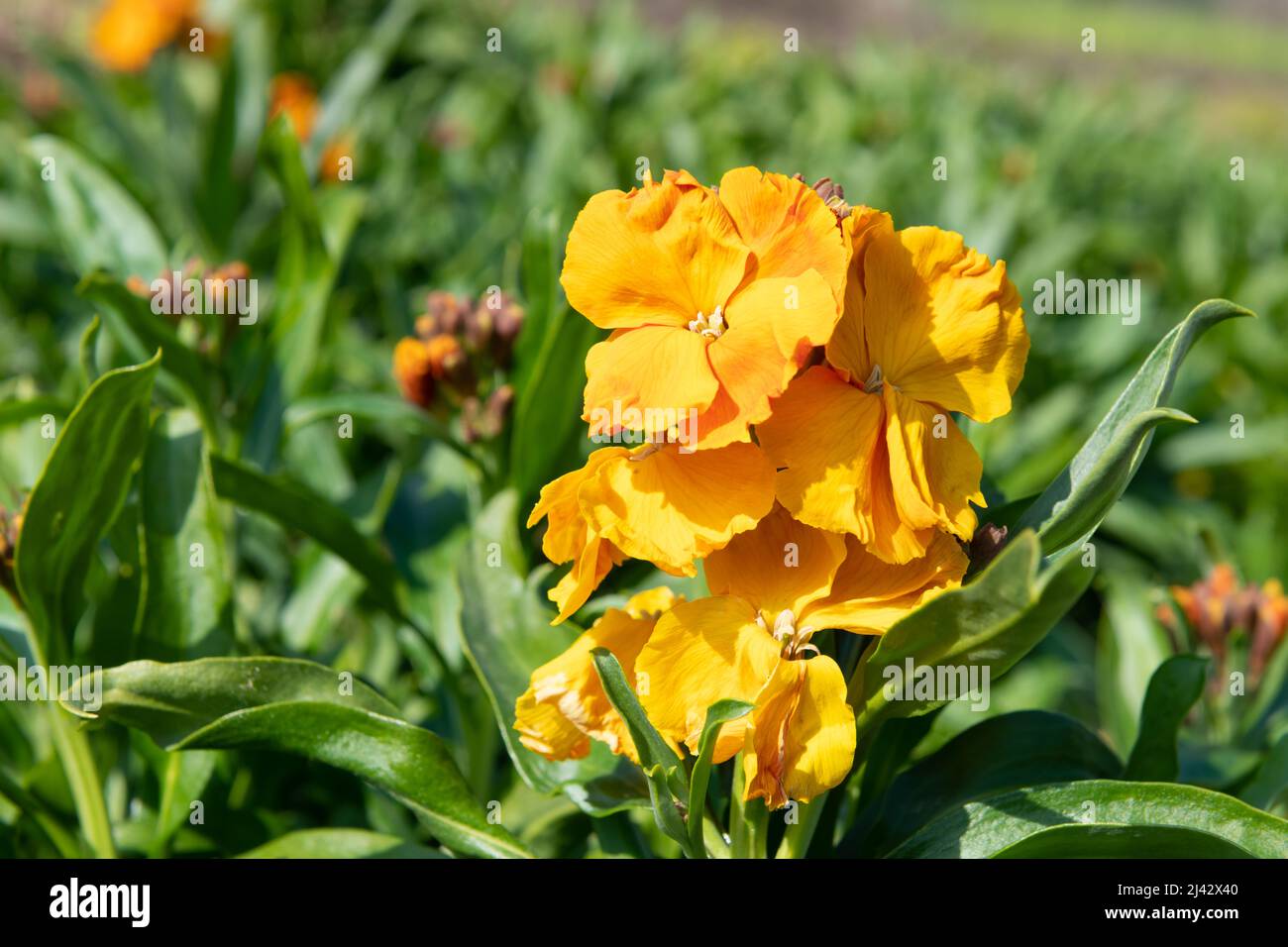 Primo piano di fiori arancioni (erysimum cheiri) in fiore Foto Stock