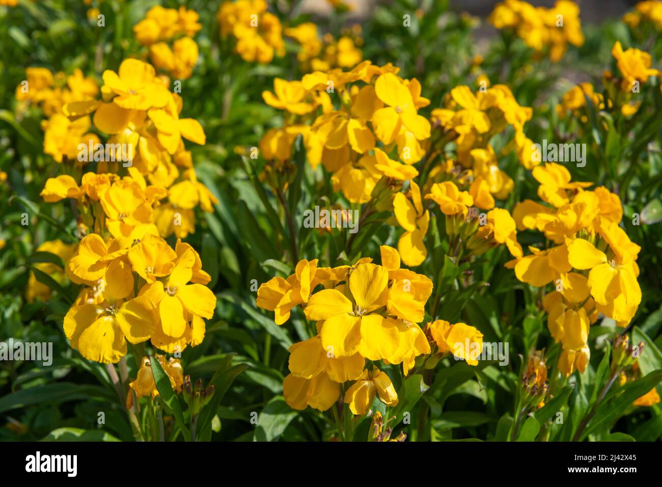 Primo piano di fiori gialli (erysimum cheiri) in fiore Foto Stock