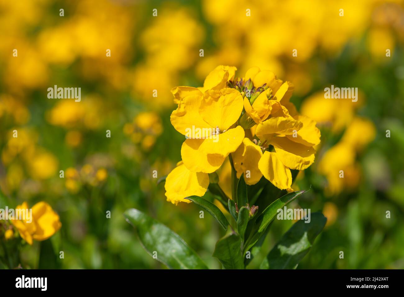 Primo piano di fiori gialli (erysimum cheiri) in fiore Foto Stock