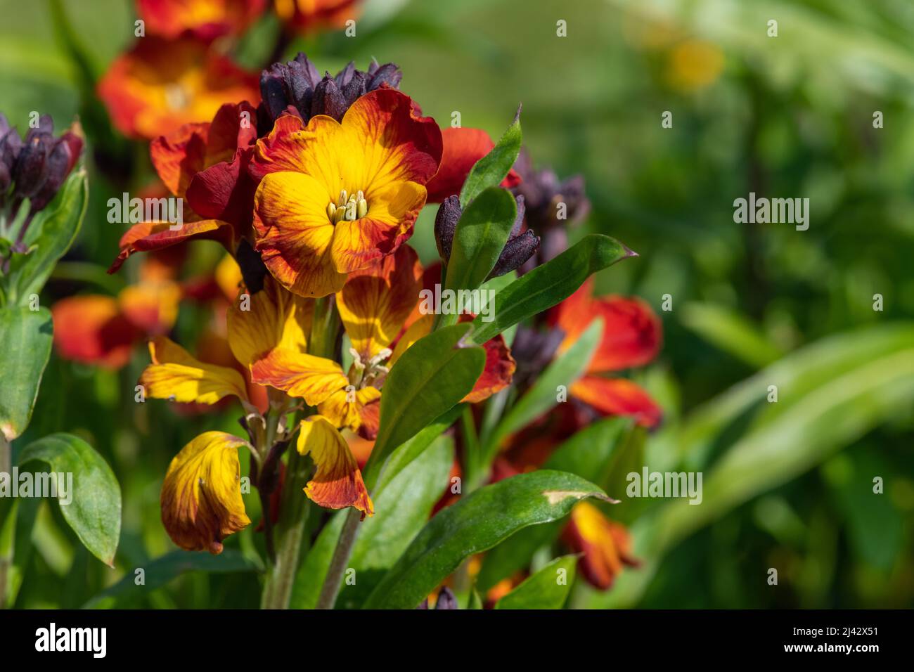 Primo piano di fiori rossi (erysimum cheiri) in fiore Foto Stock