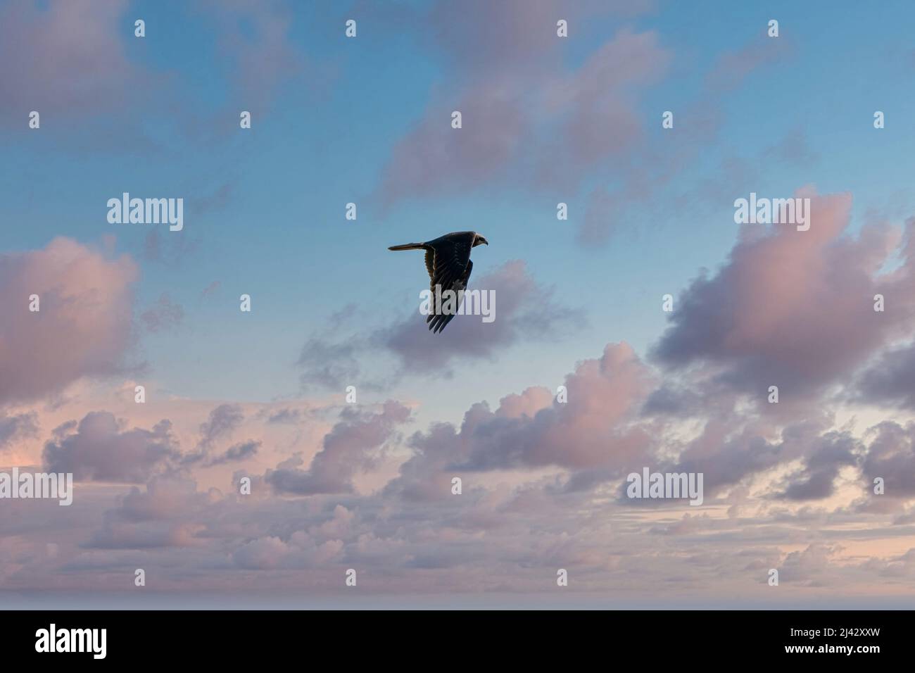 Buzzard in volo con le ali allungate, con un cielo spettacolare e drammatico. Colorato, un animale, sfondo, temi animali, tramonto Foto Stock