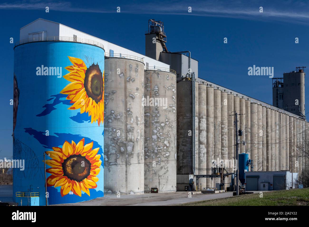 Toledo, Ohio - la parete del fiume della città di vetro, un murale di girasole da Gabe Gault, dipinto sui silos di grano di ADM sul fiume Maumee. Foto Stock