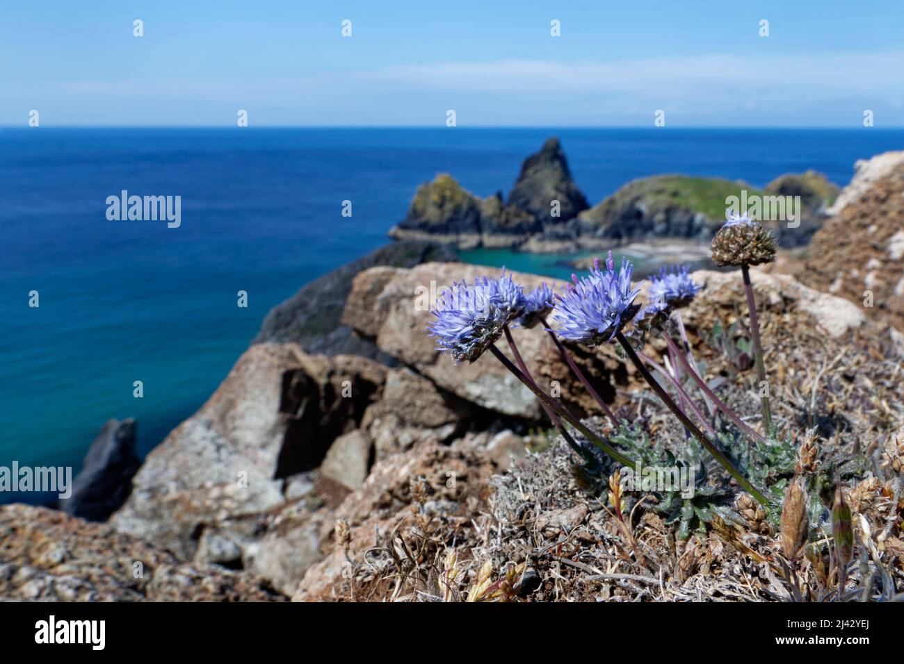 Groppa spaventa di pecora (Jasione montana) fiorita su praterie di scogliera, Kynance Cove, The Lizard, Cornovaglia, Regno Unito, Giugno. Foto Stock