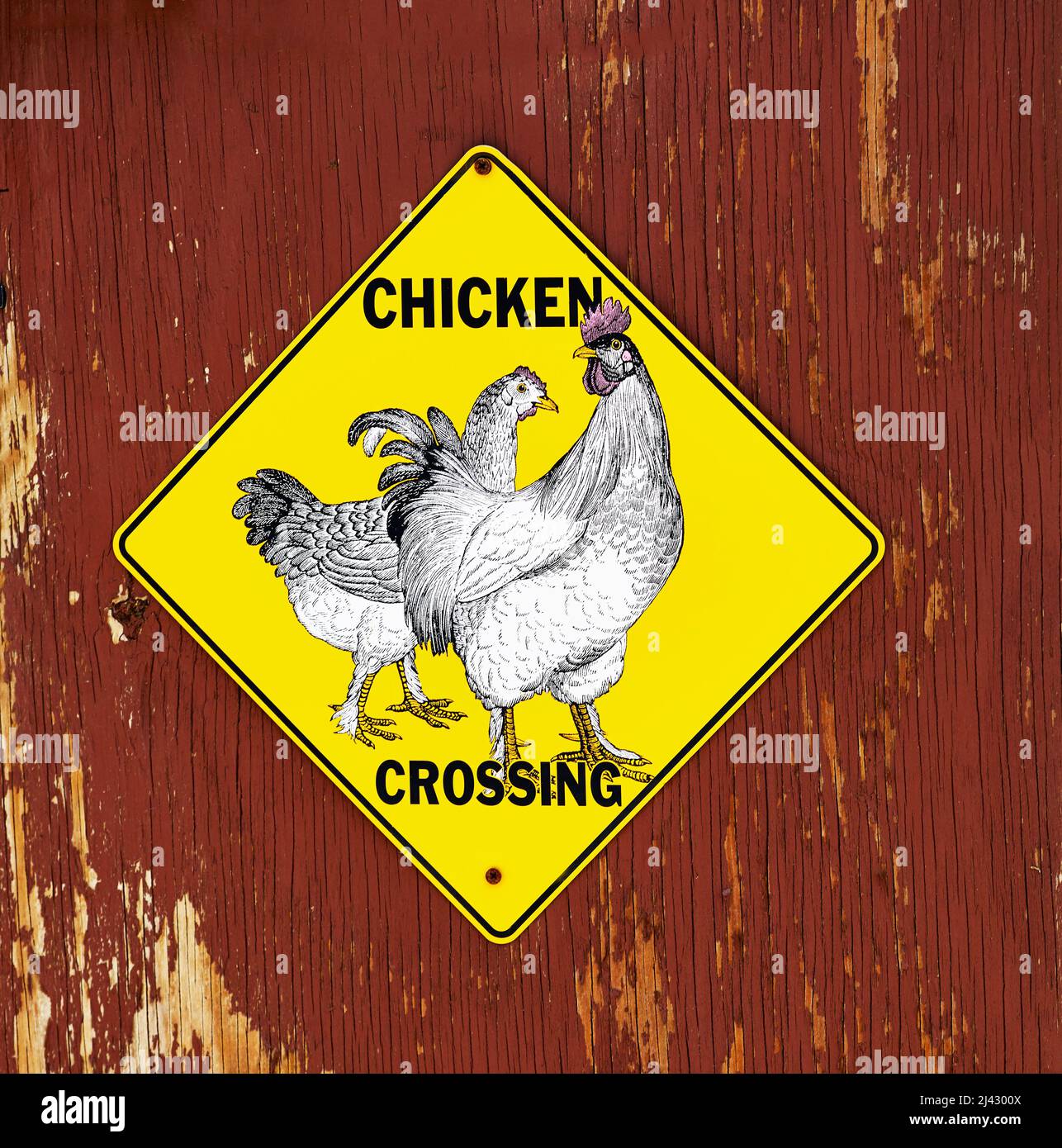 Cartello giallo di attraversamento del pollo montato su una parete di legno compensato verniciato Foto Stock