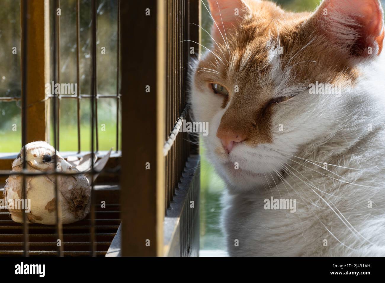 Gatto rosso e bianco siede stretto accanto ad una gabbia di uccelli in legno con barre di ferro, occhi mezzo chiuso. Tiene d'occhio l'uccello di carta Foto Stock