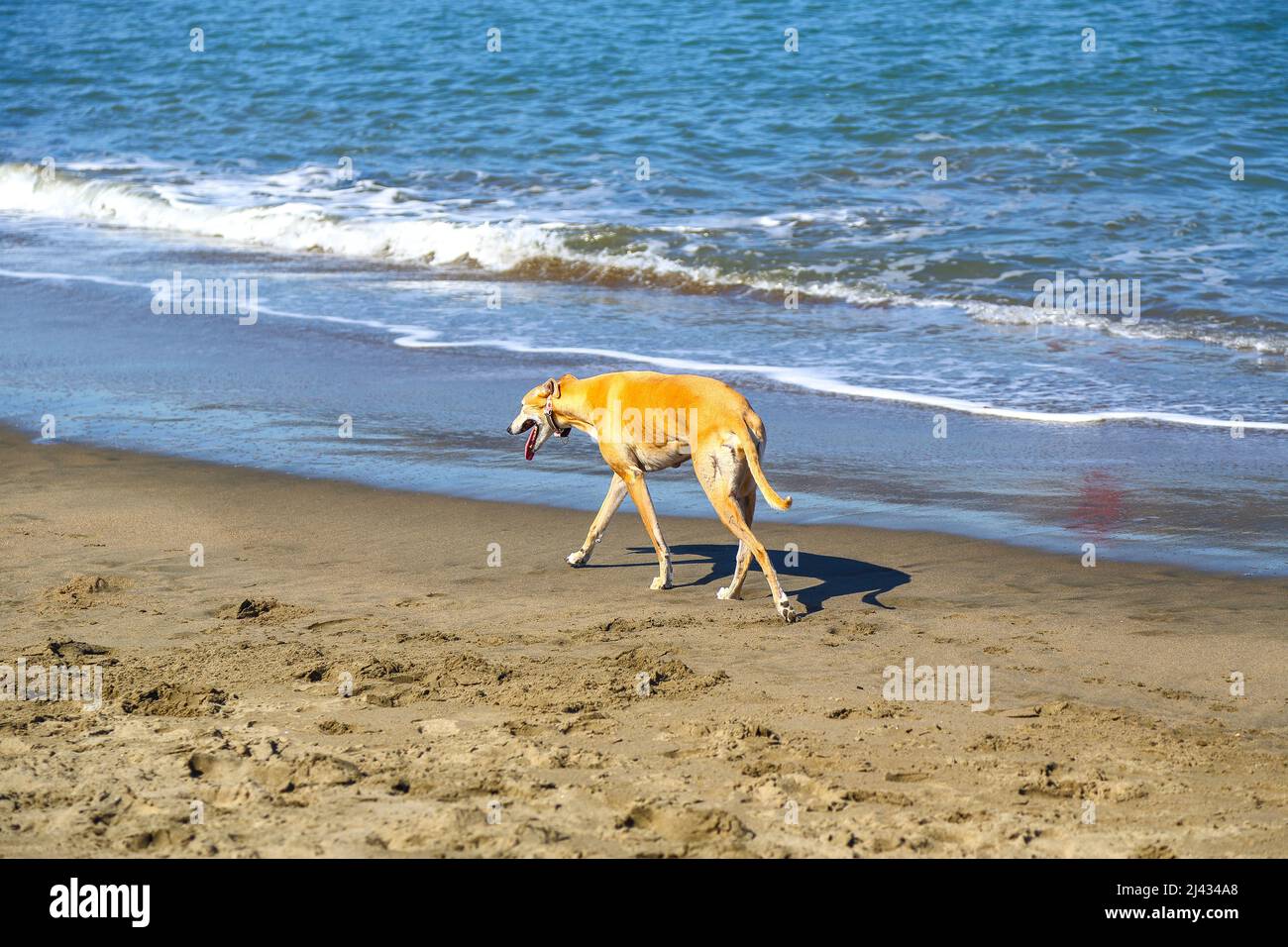 Greyhound a piedi lungo una spiaggia di sabbia, California-USA Foto Stock