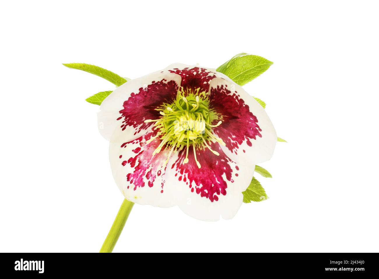 Fiore di helebore chiazzato isolato contro bianco Foto Stock
