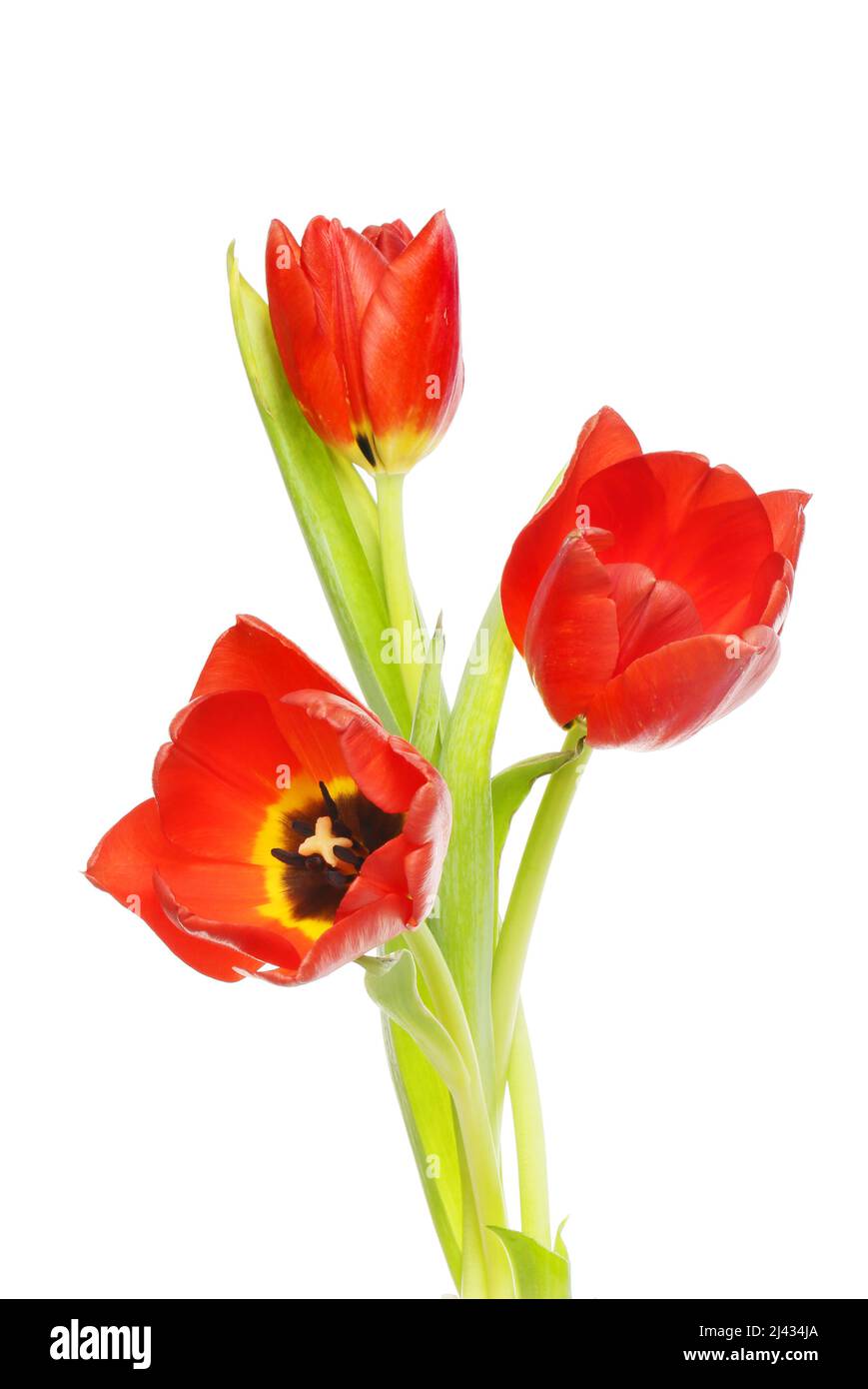 Tre tulipani rossi isolati contro il bianco Foto Stock