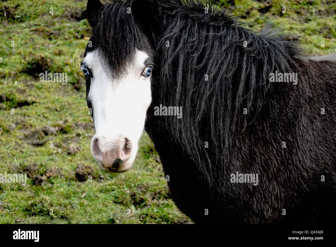 Gli occhi gonfianti di un cavallo Foto Stock