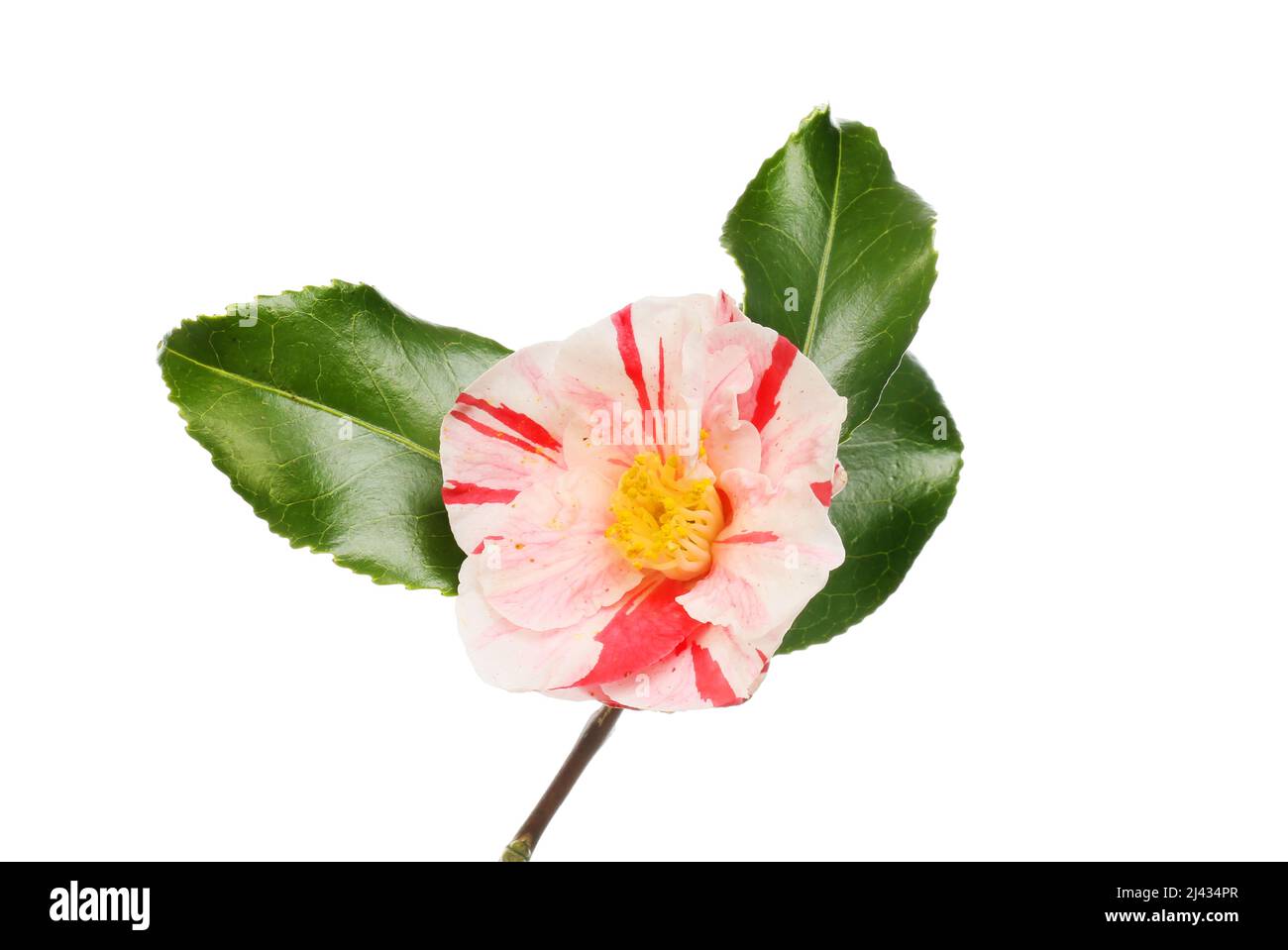 Variegata di camellia fiori e fogliame isolata contro bianco Foto Stock