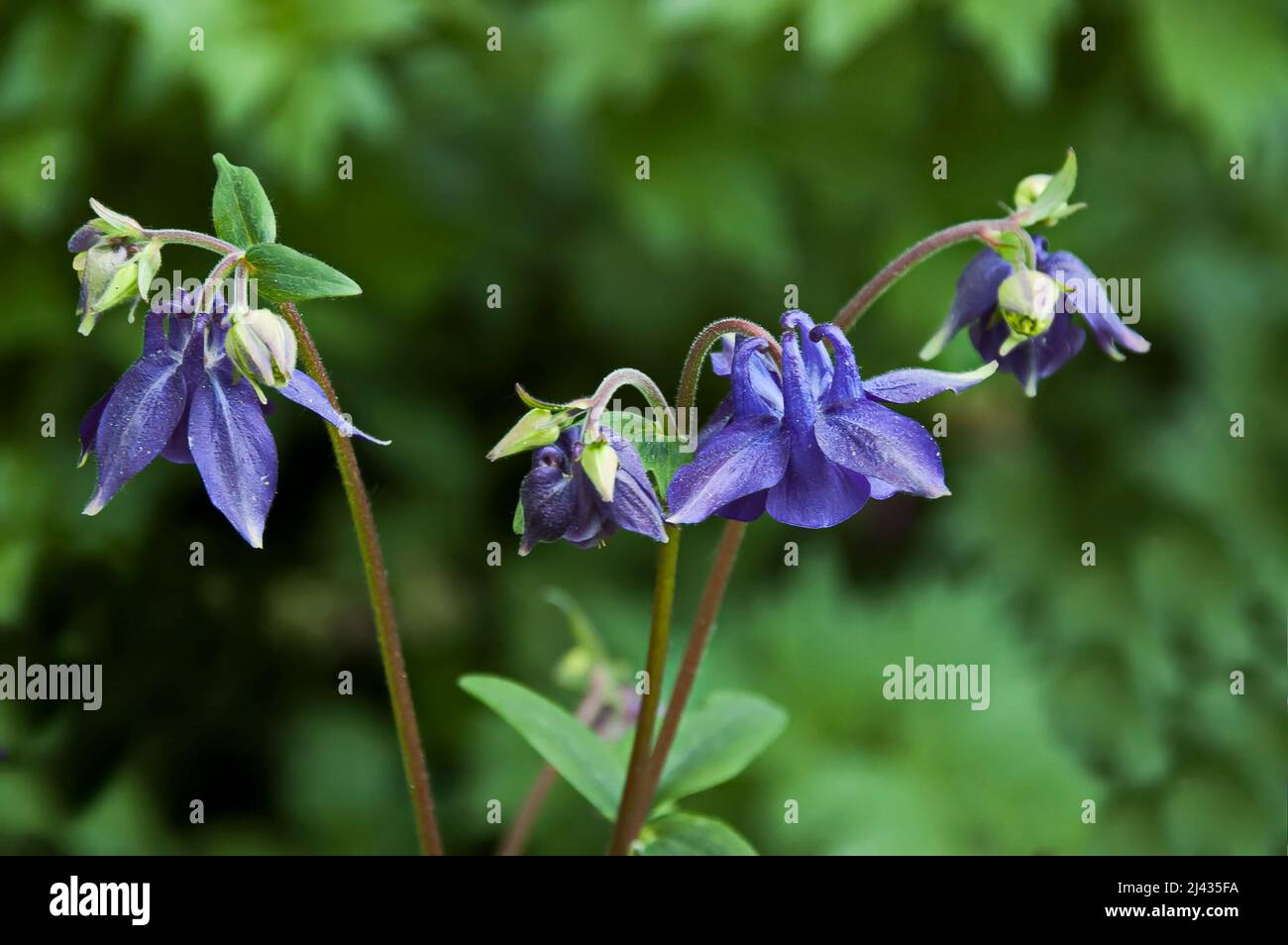 Foto di una fiorente aquilegia viola o colombina in un giardino estivo, Sofia, Bulgaria Foto Stock