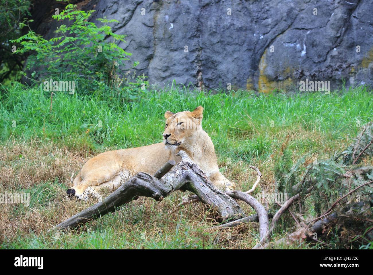 Leonessa che riposa sull'erba Foto Stock