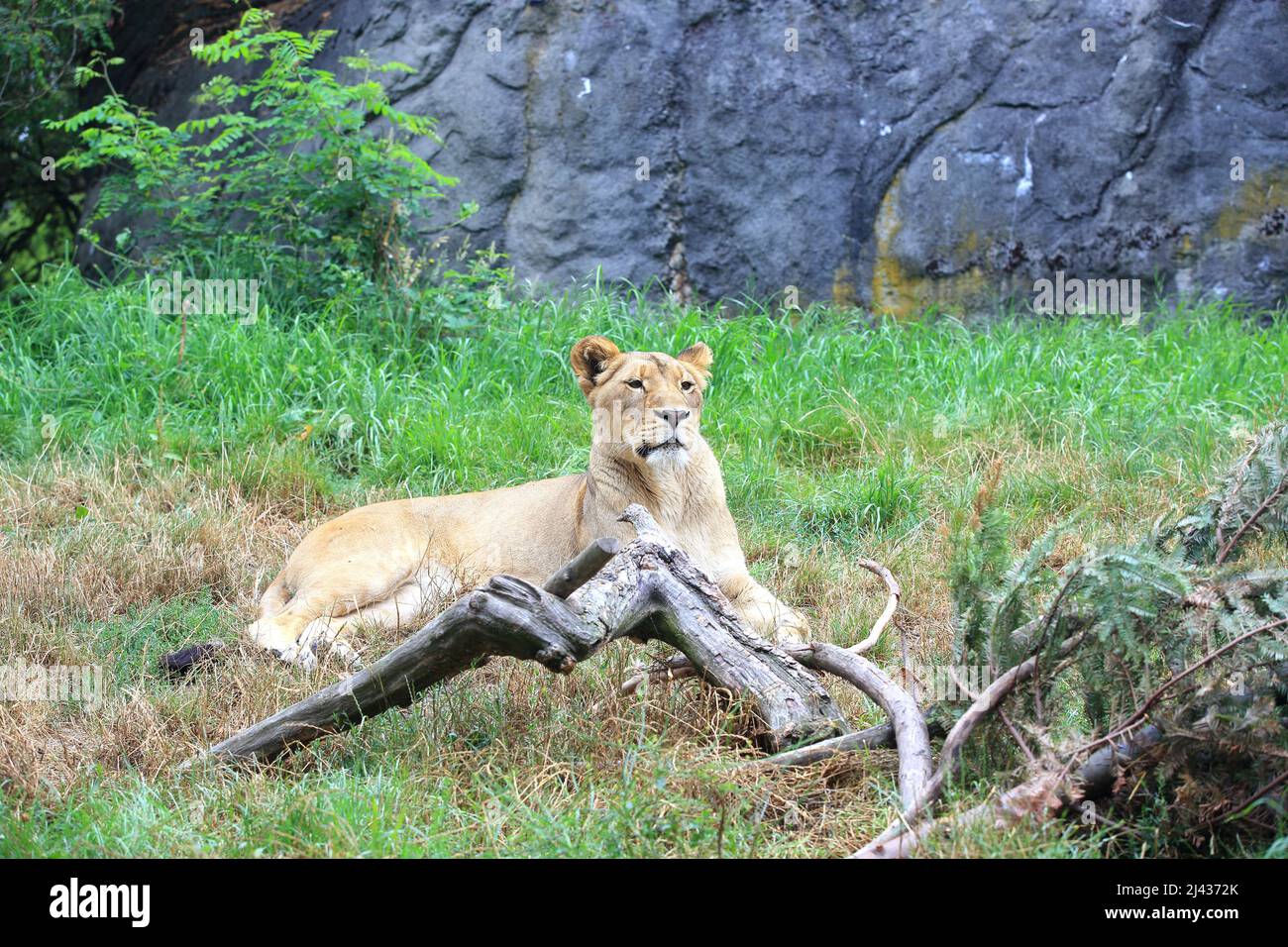 Leonessa che riposa sull'erba Foto Stock