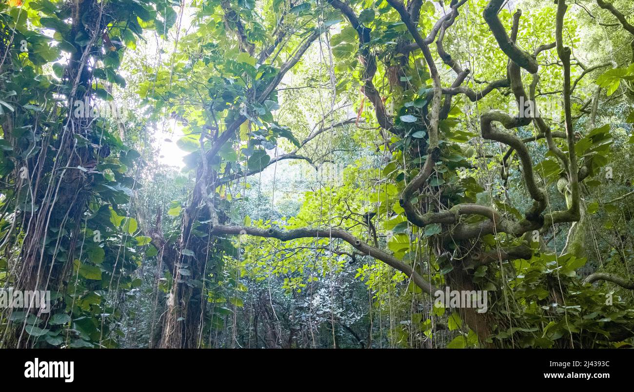 Giungla tropicale con viti appese Foto Stock
