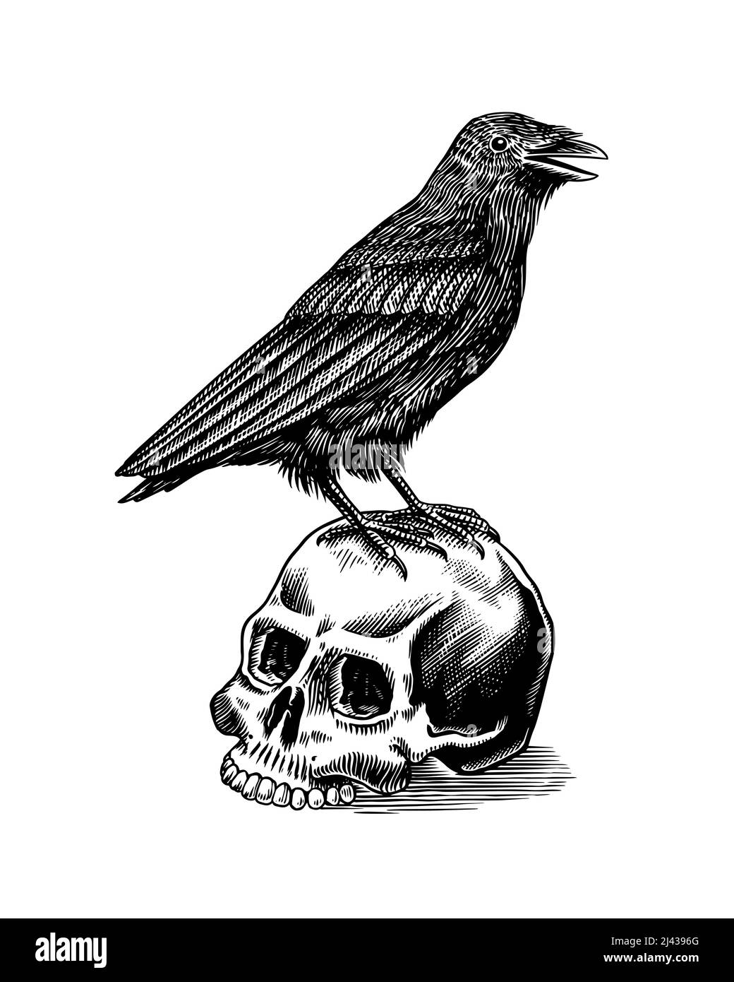 Magic Crow si siede su un cranio. Schizzo Raven. Incisione vintage elemento mistico in stile boho. Profilo di Doodle. Disegno a mano occulto esoterico. Vettore Illustrazione Vettoriale