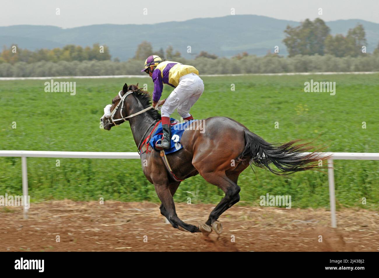 Corsa di cavalli - singolo cavallo e pilota Foto Stock