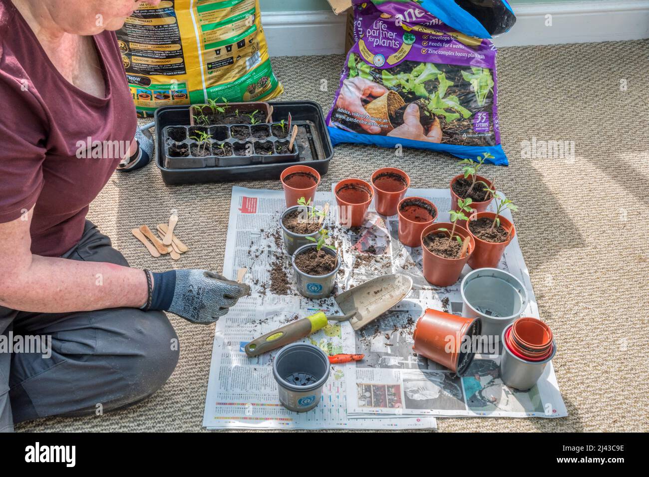 Donna che pianta i peperoncini e le piante di pomodoro di San Marzano dai vassoi dei semi in pentole. Foto Stock