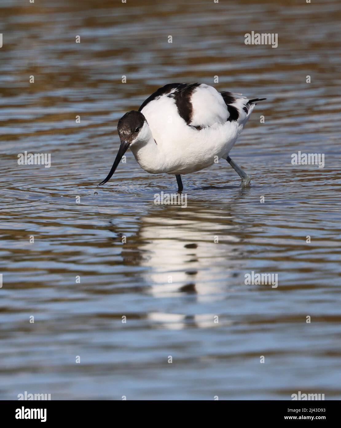 Alimentazione di avocet in acque poco profonde nel Gloucestershire Regno Unito Foto Stock