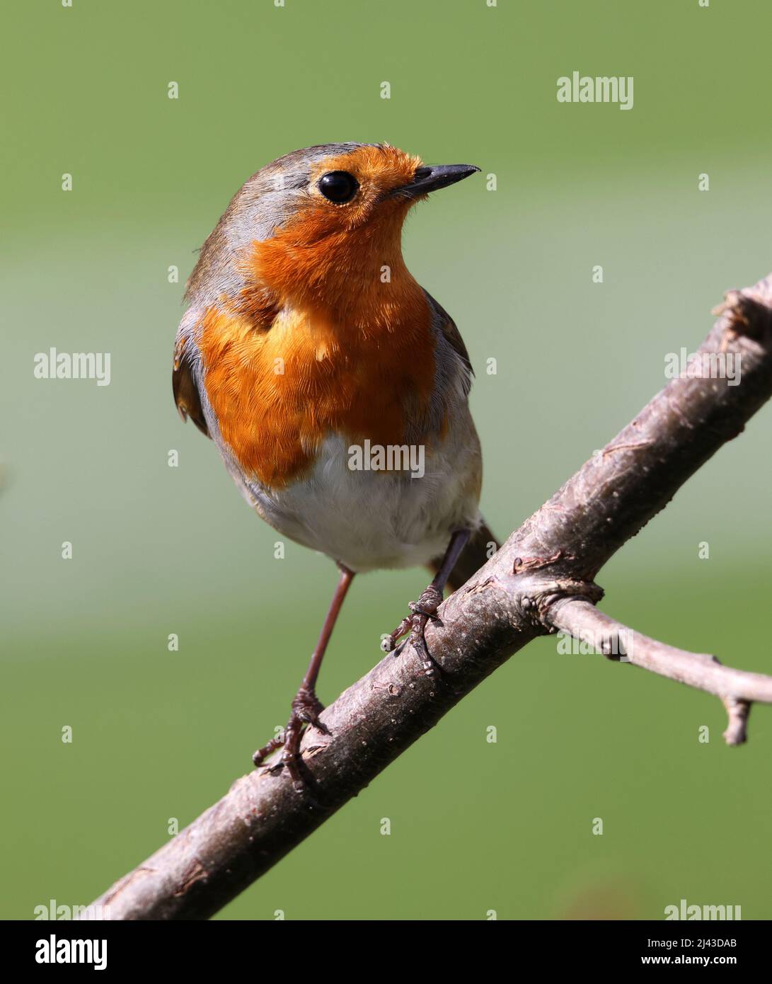 Robin in in un ramo di quercia durante la prima primavera Foto Stock