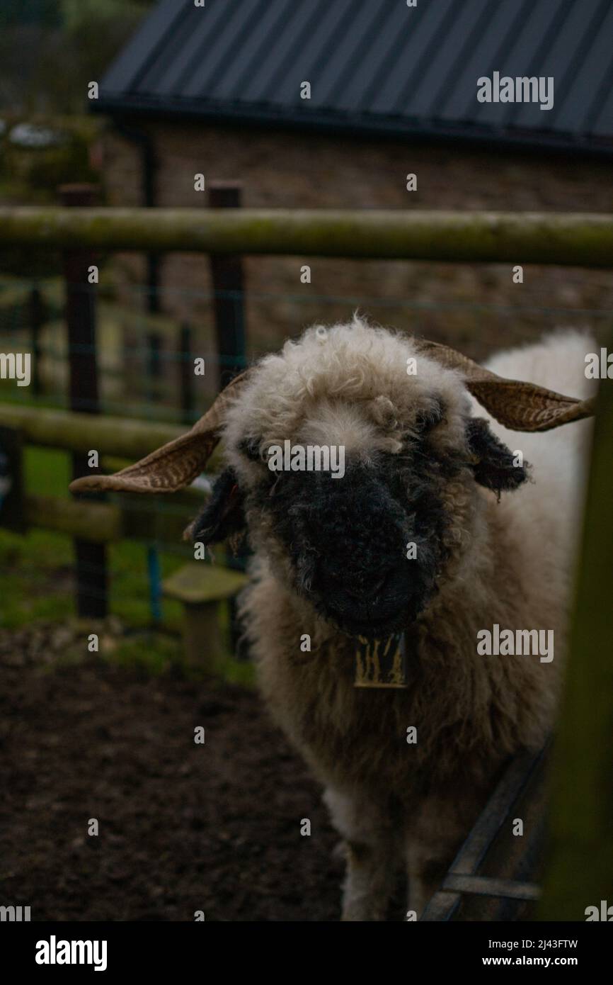 Pecore curiose che osservano la macchina fotografica (Blaze Farm, Macclesfield) Foto Stock