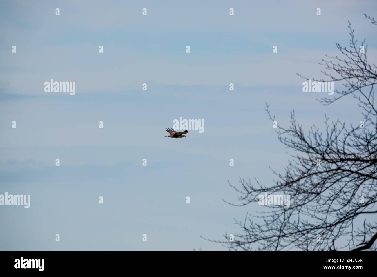 Una poiana (Buteo buteo) con ali distese che cavalcano le terme Foto Stock