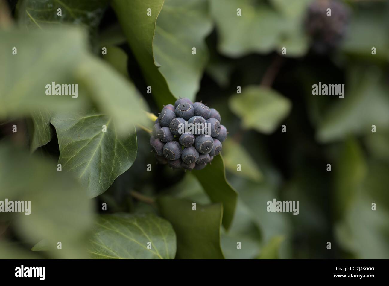 Ivy (Hedera Helix) frutta e foglie in un parco Foto Stock