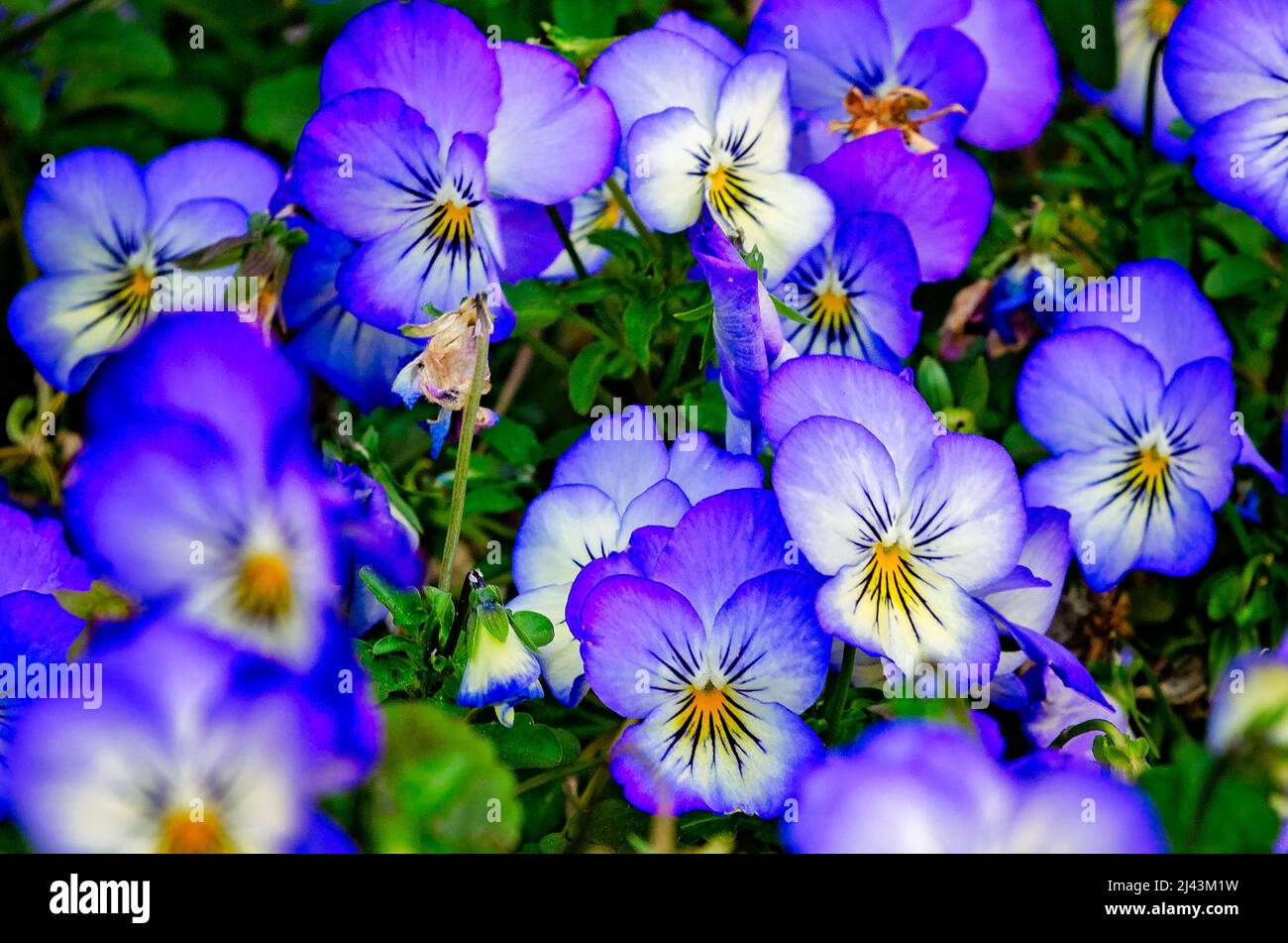 Le pantie viola (Viola cornuta) fioriscono, 26 marzo 2022, a Mobile, Alabama. La cornuta Viola è un tipo di violetta cornuta. Le violacee sono anche note come pantie. Foto Stock