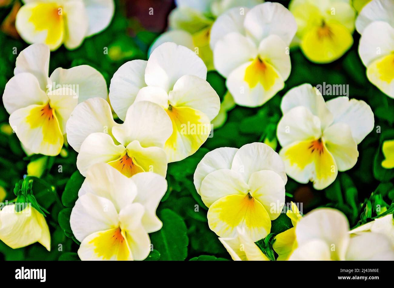 Penny Primrose Violas (Viola cornuta) sono raffigurati, 26 marzo 2022, a Mobile, Alabama. Foto Stock