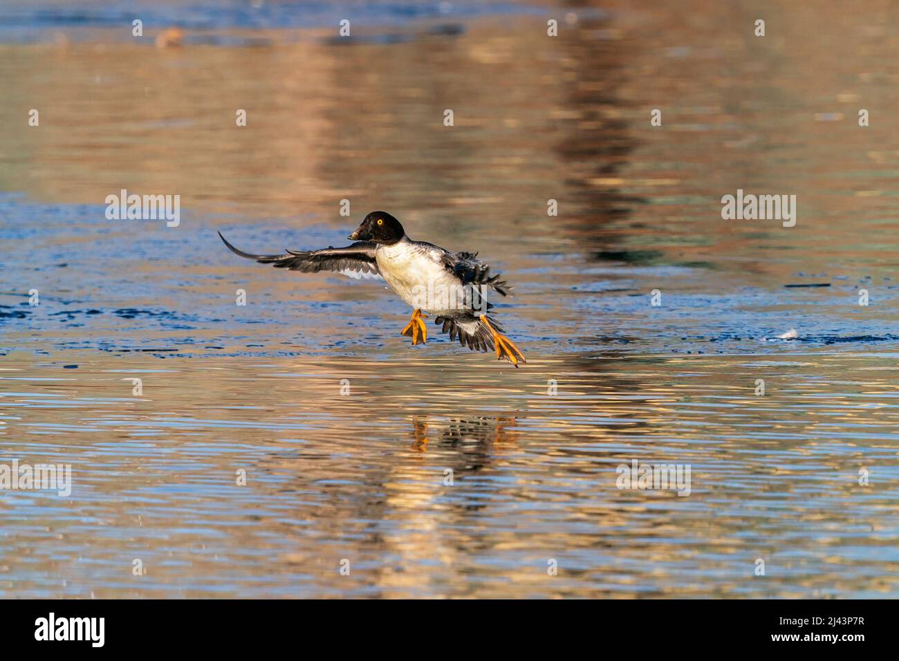Primo piano di un drago Juvenile Goldeneye pronto a sbarcare in un lago, con piedi sparsi e ali aperte. Foto Stock