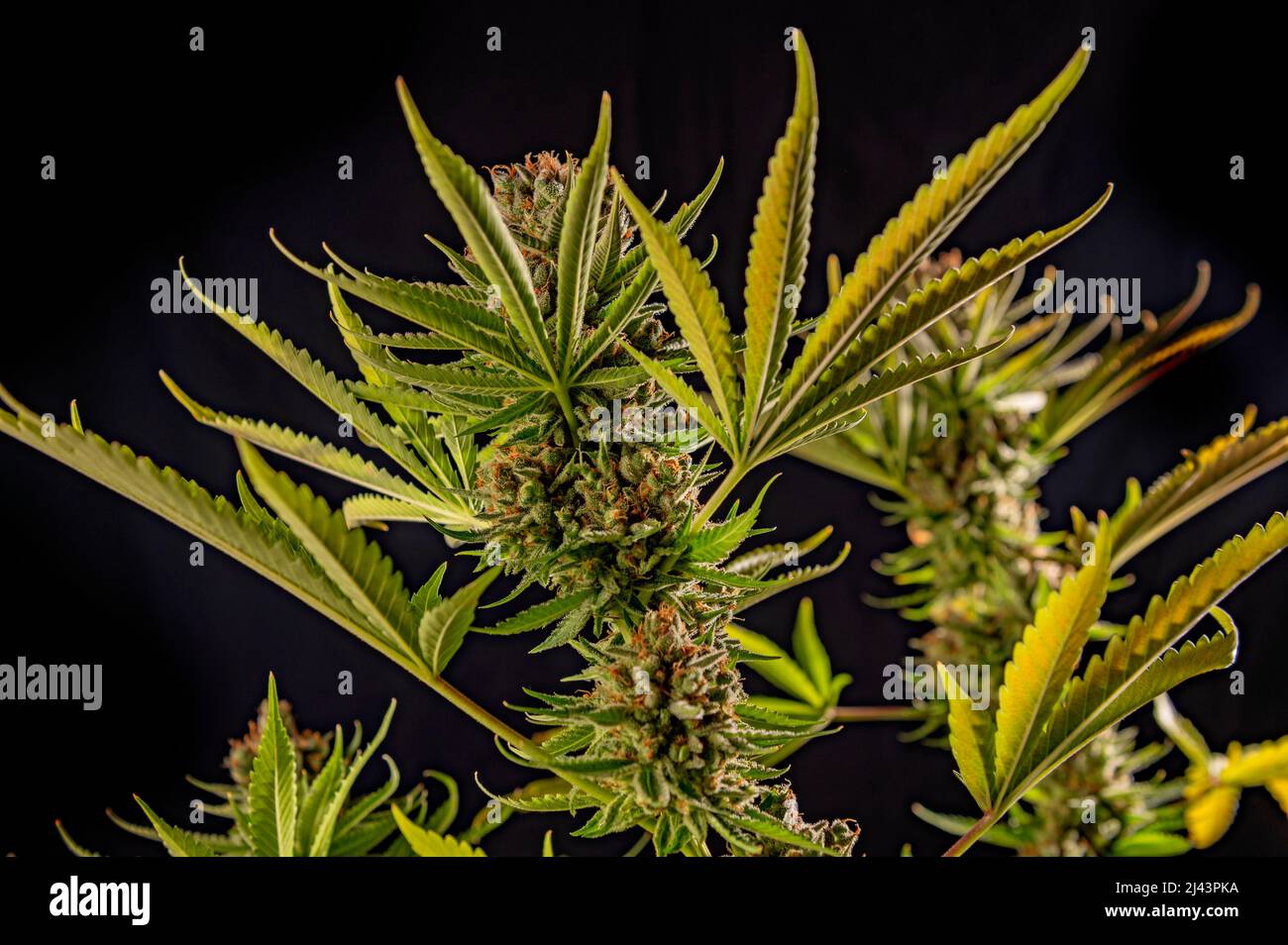 Fiori di cannabis pronti per la raccolta isolati su sfondo nero Foto Stock