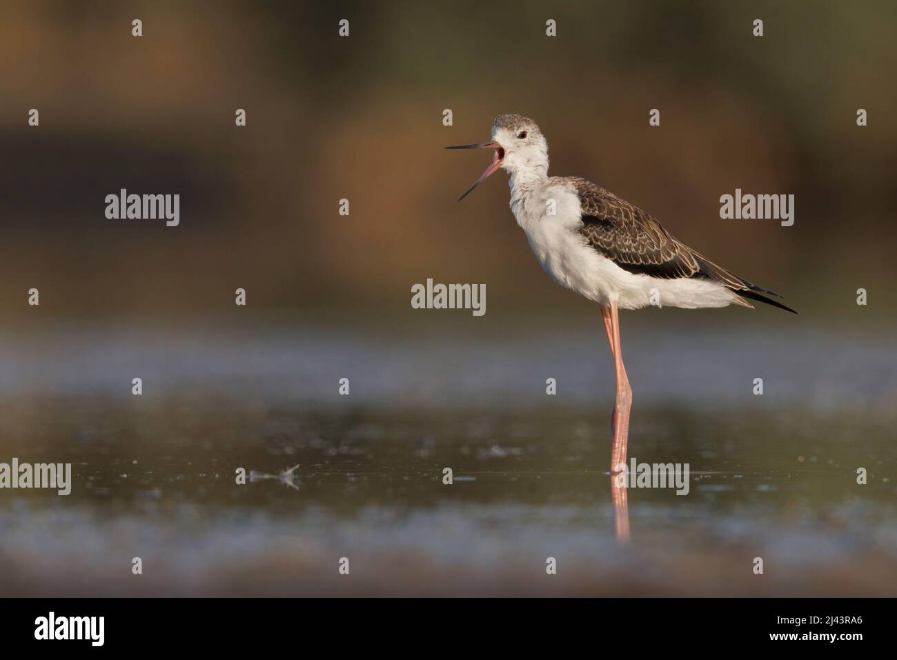 Black-winged Stilt Foto Stock