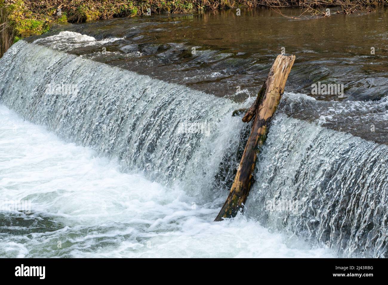 Albero morto aggraffato sotto la cascata in una fredda giornata di primavera. Tronco di albero in acqua. Allagare i detriti nell'acqua. Foto Stock