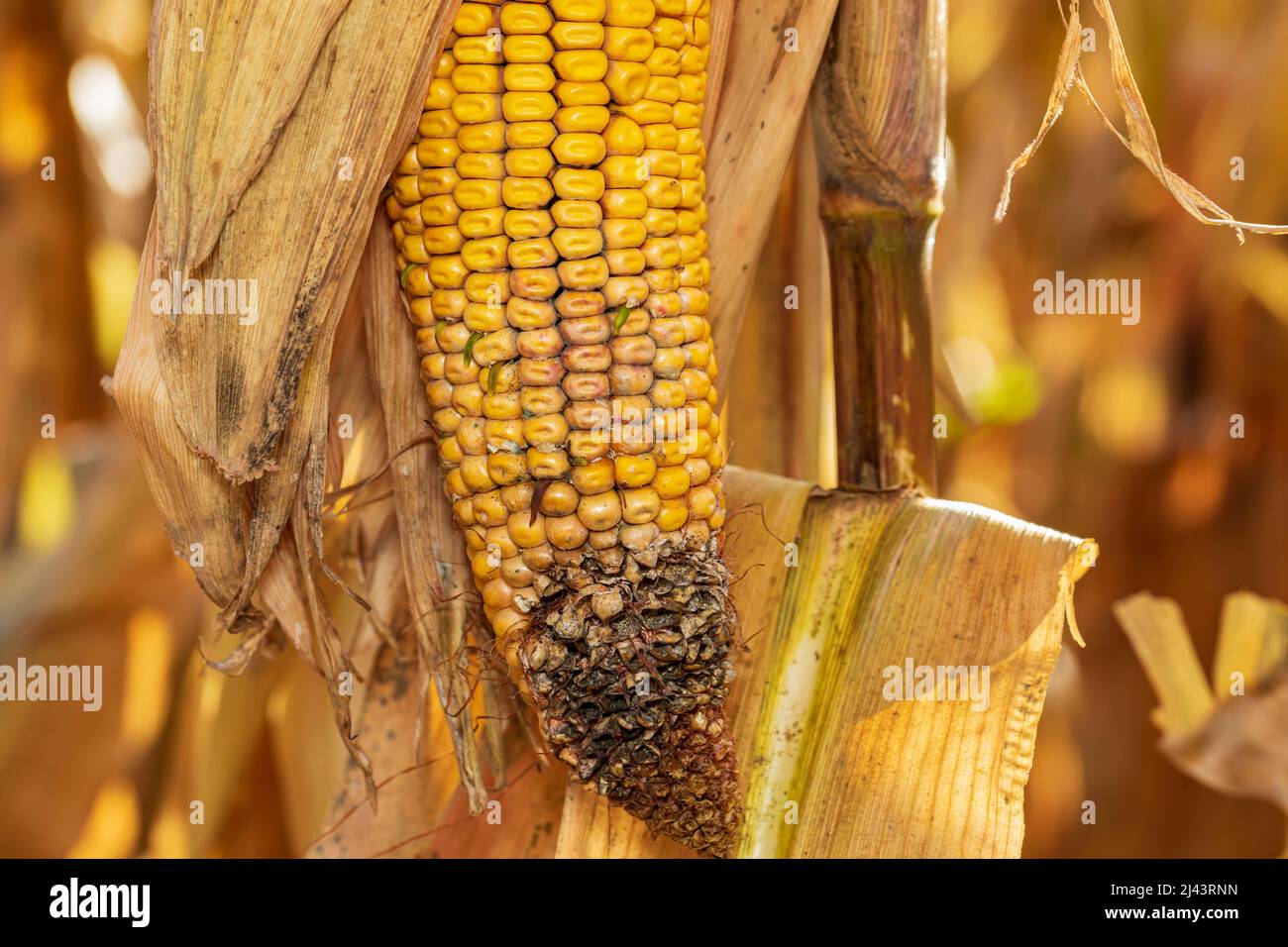 Germinazione prematura e germinazione di chicchi di mais su pannocchie, orecchio di mais. Coltivazione, resa del raccolto e concetto di agronomia. Foto Stock