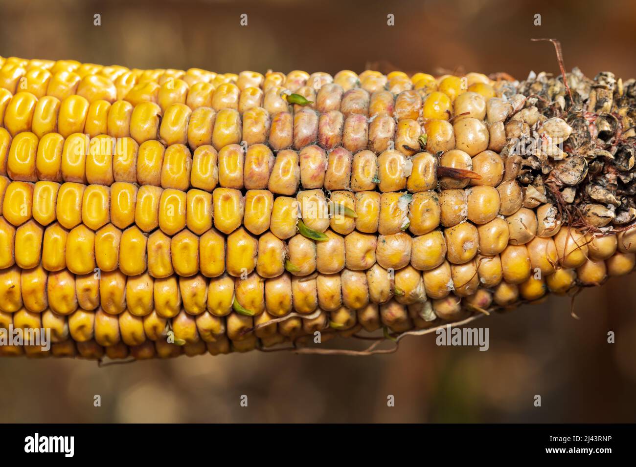 Germinazione prematura e germinazione di chicchi di mais su pannocchie, orecchio di mais. Coltivazione, resa del raccolto e concetto di agronomia. Foto Stock
