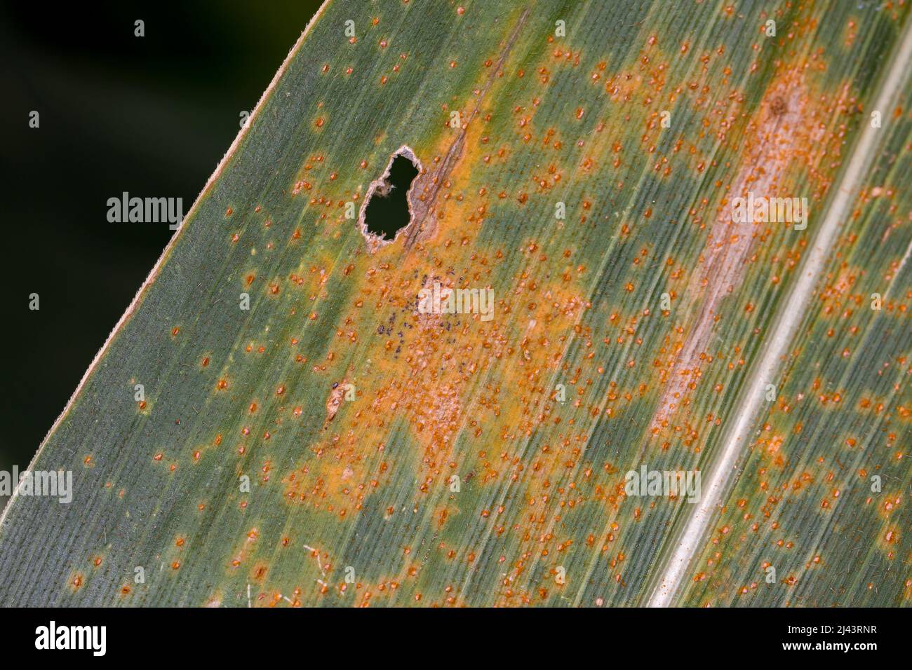 Fungo aranciato di ruggine del mais sulla foglia di cornstalk. Controllo del fungo, malattia della pianta e concetto di perdita di resa. Foto Stock