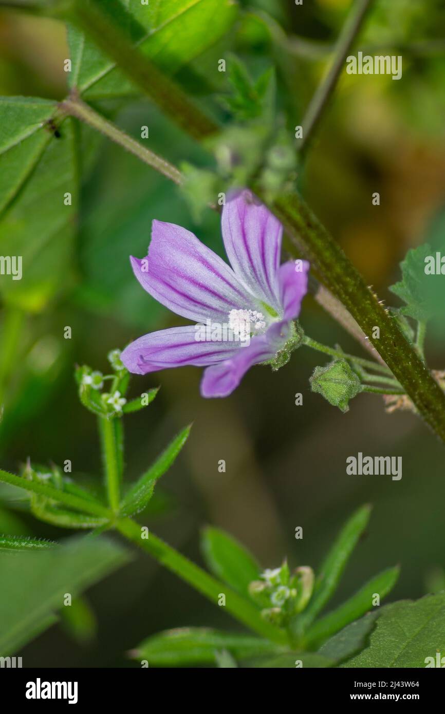 Il geranio columbinum, nome comune gru a gallo lungo o a gallo lungo, è una pianta erbacea annuale della famiglia Geraniaceae. Foto Stock