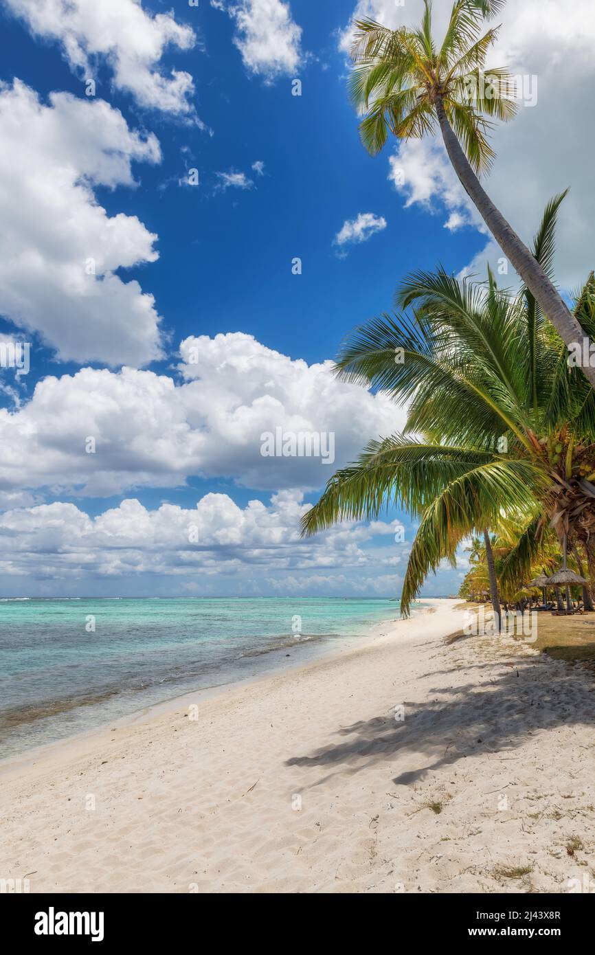 Alberi di palma in spiaggia tropicale Foto Stock