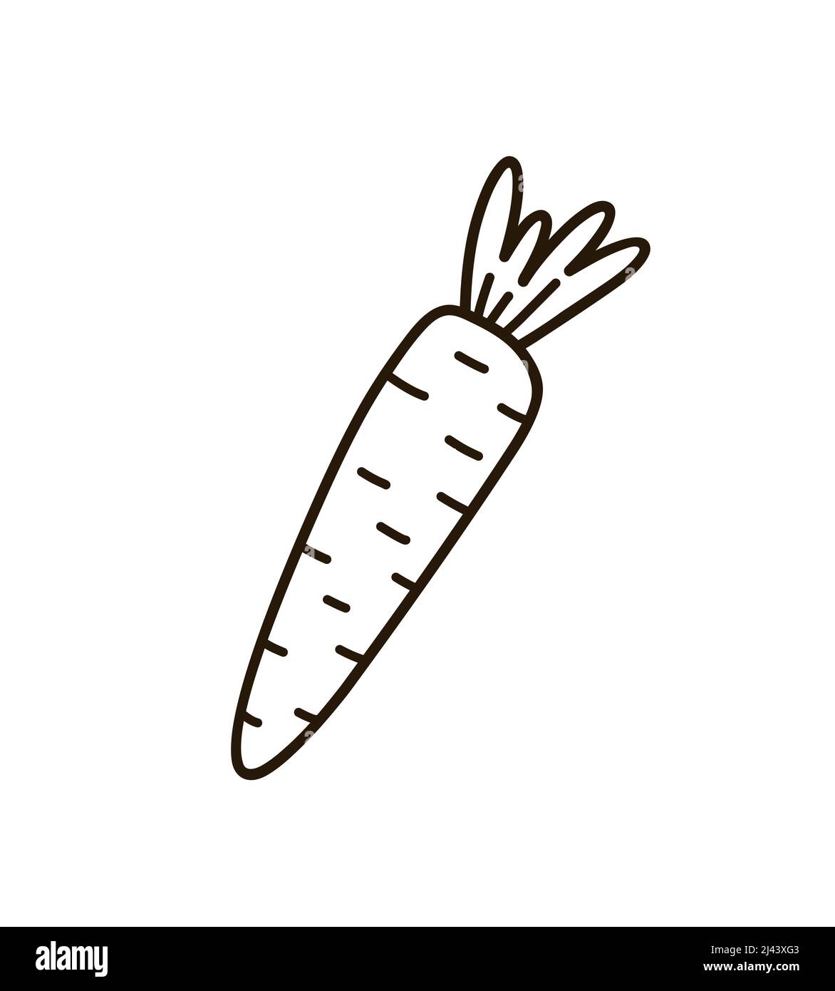 Carota carota carina isolato su sfondo bianco. Illustrazione vettoriale disegnata a mano in stile doodle. Perfetto per disegni di vacanza, biglietti, logo, decorazioni Illustrazione Vettoriale