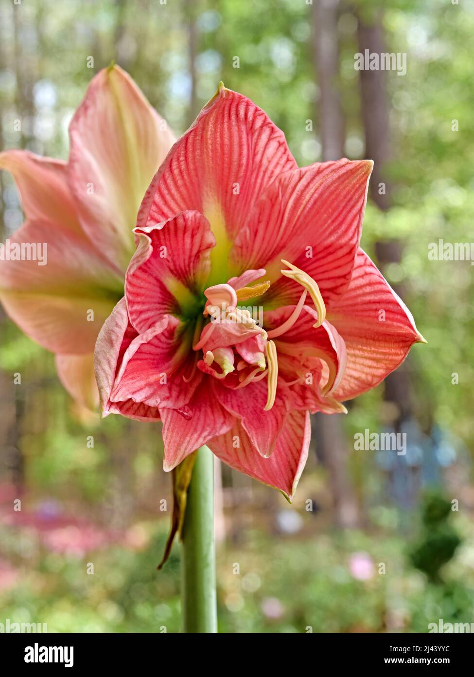 Rosa Lilium longiflorum o giglio di Pasqua in fiore o fiore in fiore. Foto Stock