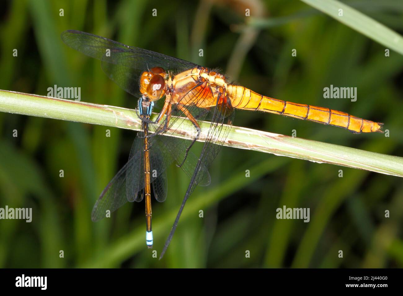 Fiery Skimmer Dragonfly, Orthetrum villosovittatum. Femmina. Mangiare preda di un maschio comune Bluetail Damselfly, Ischnura eterosticta. Coffs Harbour, New South Wales Foto Stock
