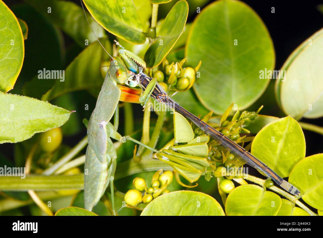 Prega Mantis. Giardino Mantide, Ortodera ministralis. Conosciuto anche come Garden Praying Mantide, Australian Green Mantis, Green Garden Mantis e Green Mant Foto Stock