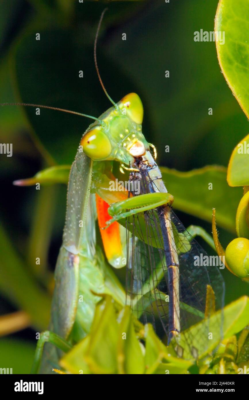 Prega Mantis. Giardino Mantide, Ortodera ministralis. Conosciuto anche come Garden Praying Mantide, Australian Green Mantis, Green Garden Mantis e Green Mant Foto Stock