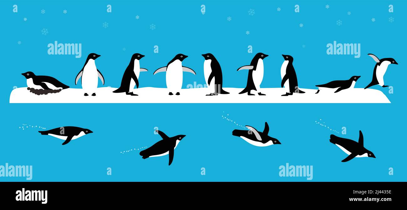 Adelie Penguin in piedi a terra, scivolando sul ghiaccio, nuotando sul mare Illustrazione Vettoriale