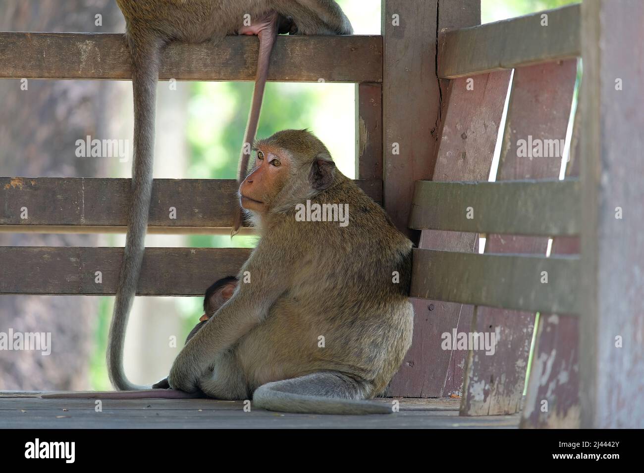 Un macaco femmina a coda lunga con bambino, che si rifugia dal sole di Noonday, Phetchaburi, Thailandia Foto Stock