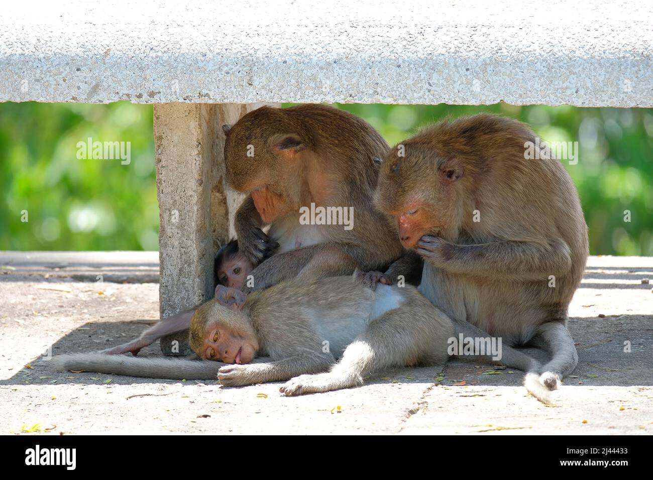 Macachi femminili a coda lunga che si rifugiano dal sole di Noonday sotto una panca di pietra in un parco, mentre grooming loro giovane, Thailandia Foto Stock