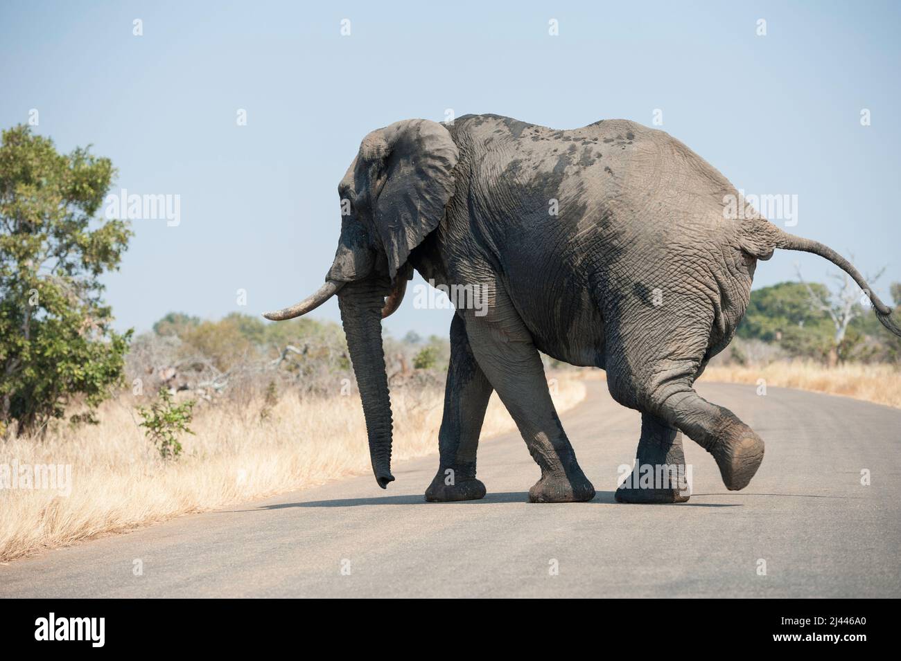 Un grande elefante africano fangoso con zanne che camminano dall'altra parte della strada nel Kruger National Park, Sudafrica. Foto Stock