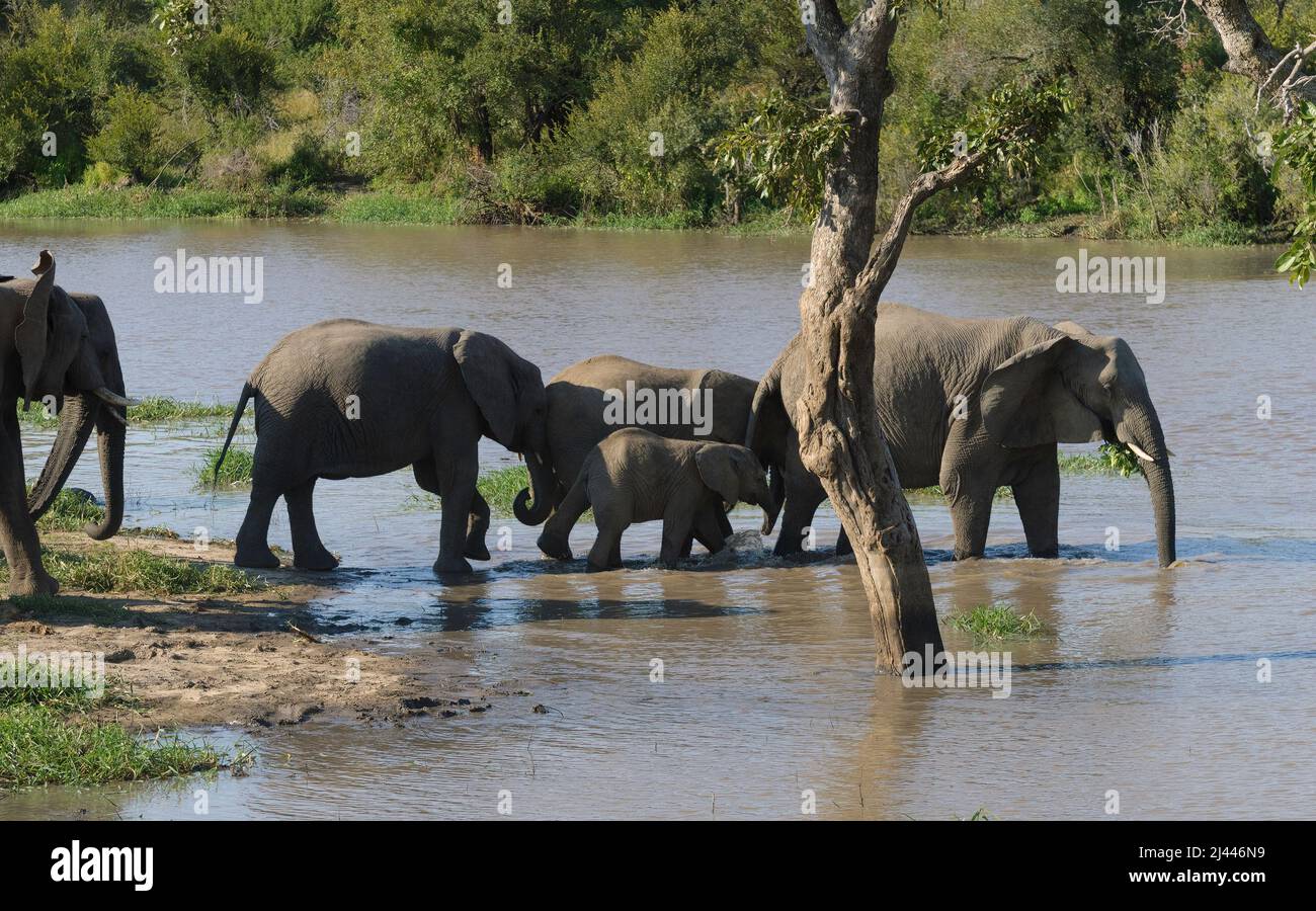 Allevamento di elefanti africani, attraversando il fiume nel Parco Nazionale di Kruger, Sudafrica Foto Stock